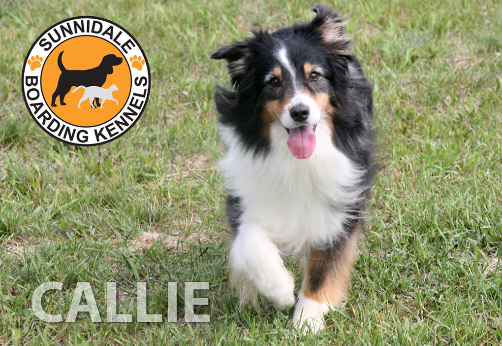 Our Ontario friends at Sunnidale Boarding Kennels - Dog and Cat Resort! - Sunnidale Boarding Kennels Our Ontario friends at Sunnidale Boarding Kennels - Dog and Cat Resort! - Sunnidale Boarding Kennels