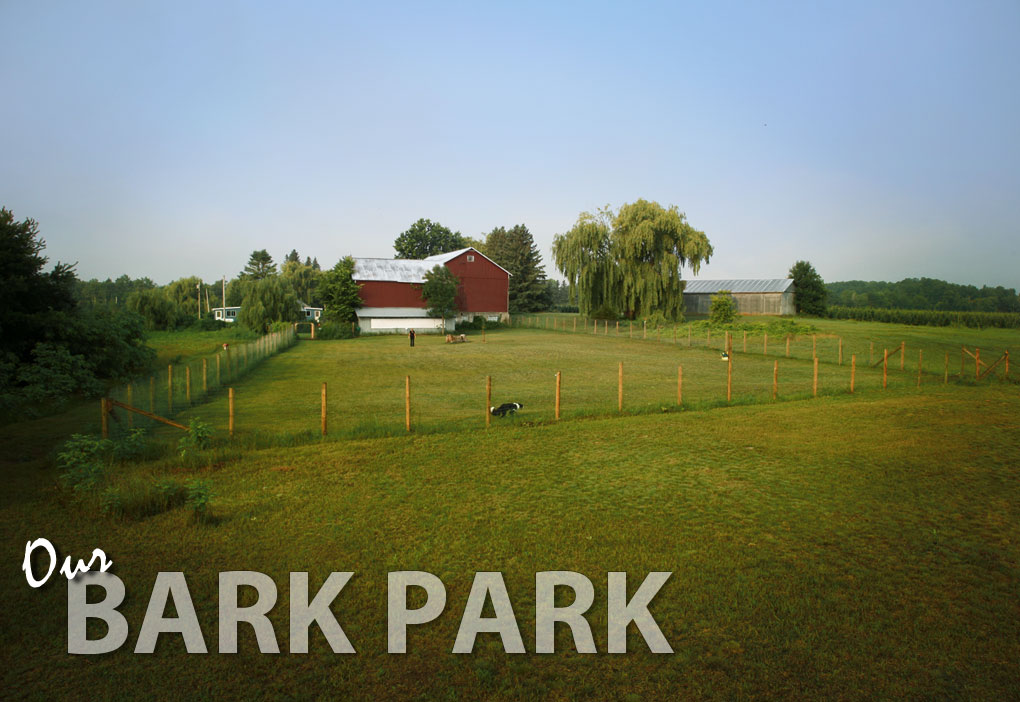 King park boarding kennels top